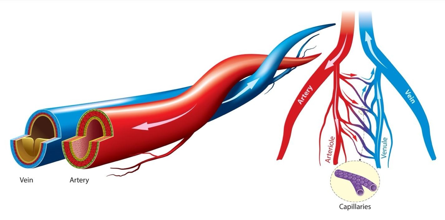 venous vs arterial disease